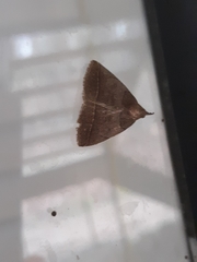 Zanclognatha obscuripennis