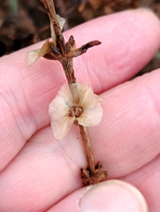 Soda oppositifolia, photograph Karim Haddad, CC BY, iNaturalist via GBIF