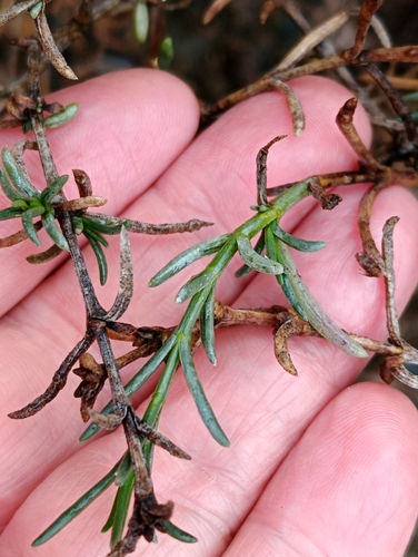 Soda oppositifolia, photograph 2