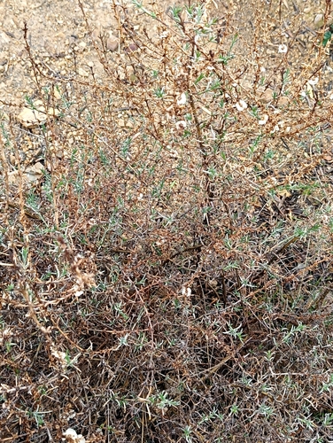 Soda oppositifolia, photograph 3