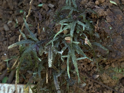 Baldwiniella kealeensis observed 2026-01-12