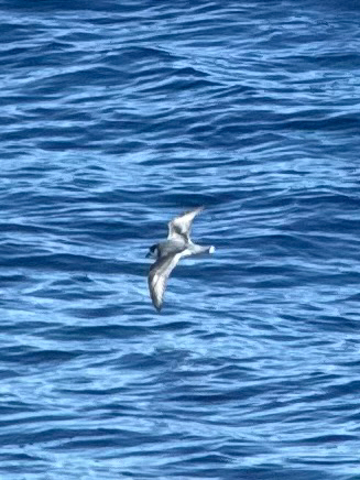 Blue Petrel (Halobaena caerulea), photo 10