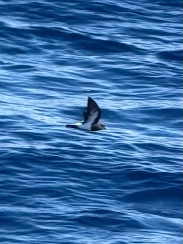 Black-bellied Storm Petrel (Fregetta tropica), photo 2