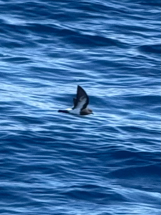 Black-bellied Storm Petrel (Fregetta tropica), photo 2