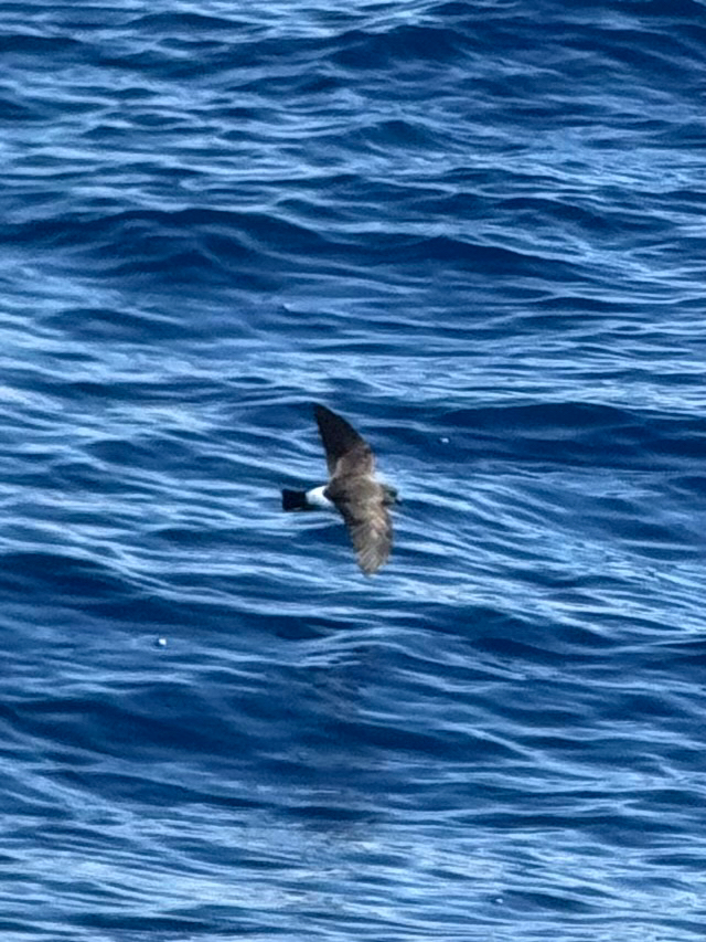 Black-bellied Storm Petrel (Fregetta tropica), photo 9