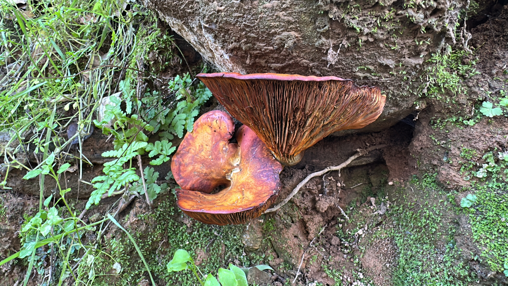 Omphalotus olivascens · January 2026 · photo: © heatherliz (iNaturalist, cc0)