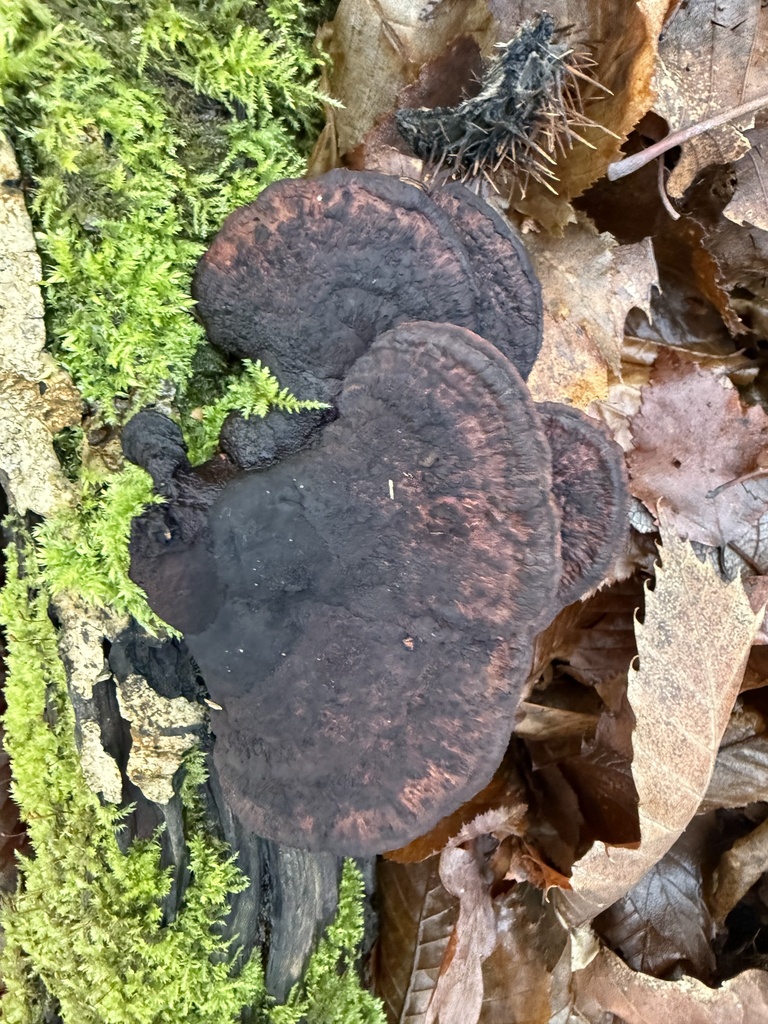 Daedaleopsis confragosa · January 2026 · photo: © cjoynson (iNaturalist, cc0)