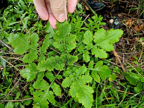 White Mustard