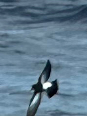 Black-bellied Storm Petrel (Fregetta tropica), photo 8