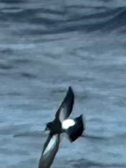 Black-bellied Storm Petrel (Fregetta tropica), photo 10