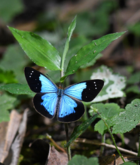 Lymanopoda caeruleata