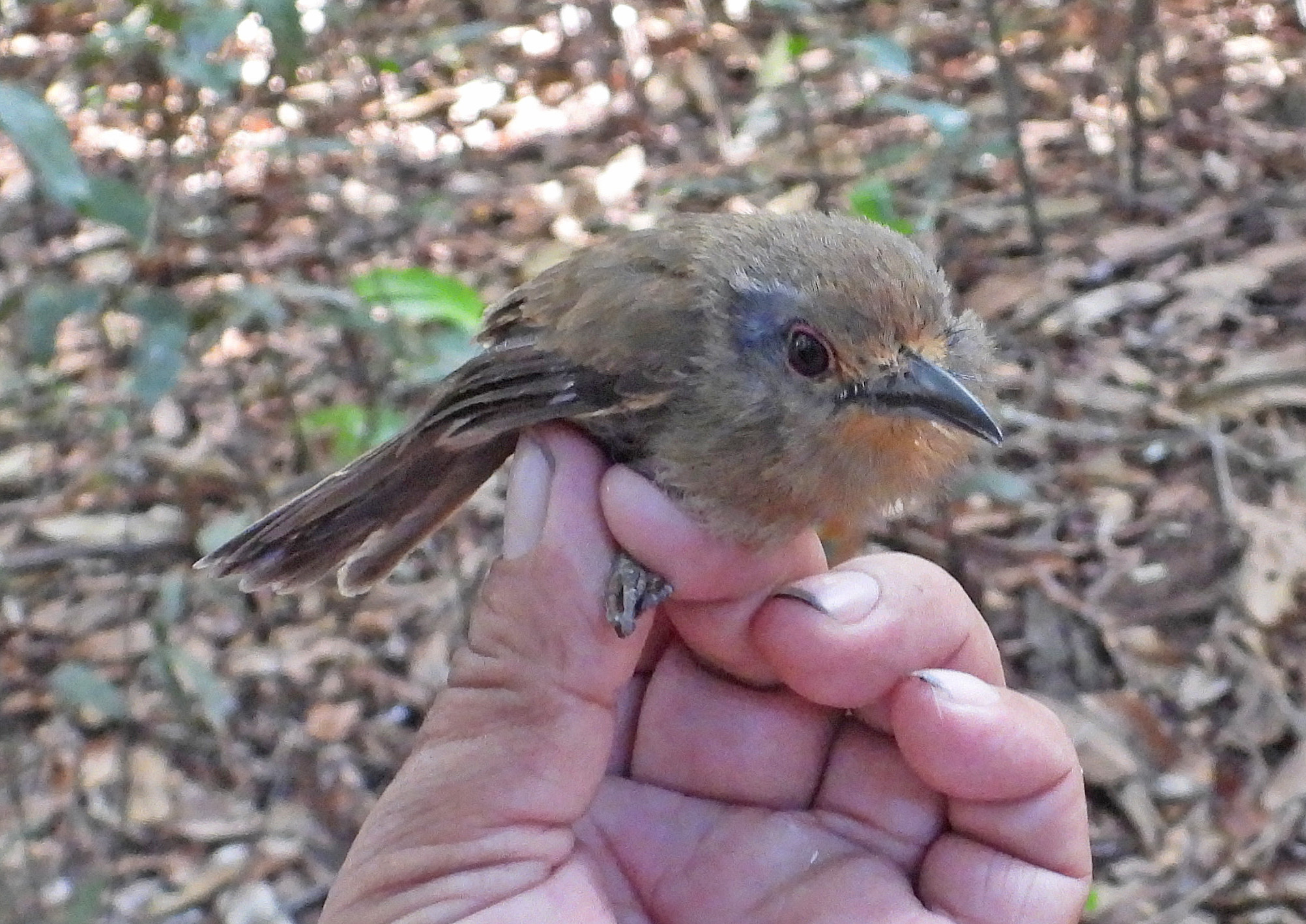 Fulvous-chinned Nunlet (Nonnula sclateri), photo 2