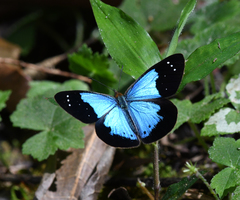 Lymanopoda caeruleata
