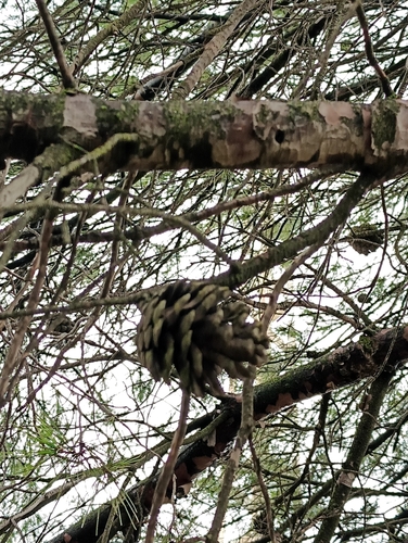 Jerusalem pine