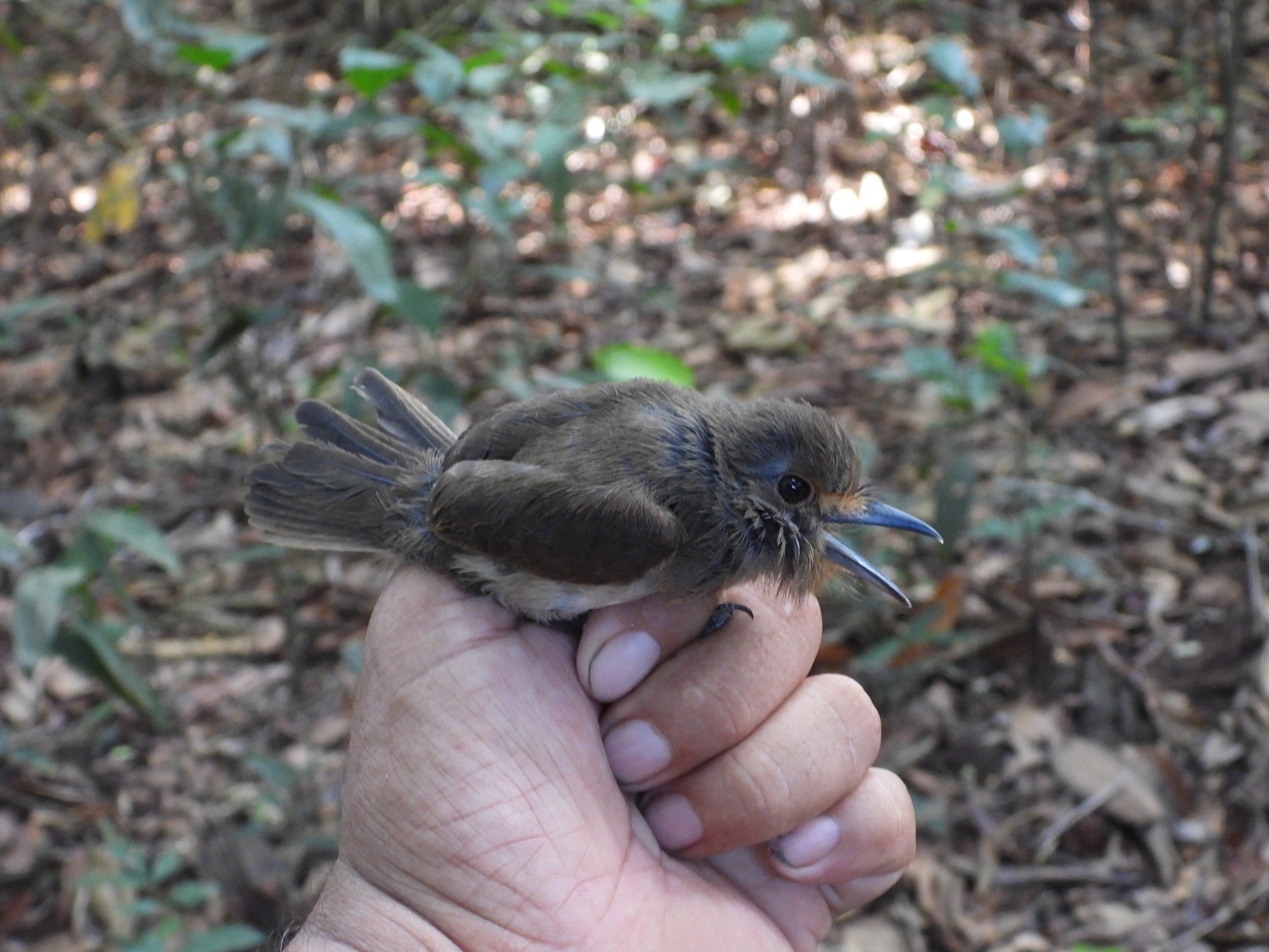 Fulvous-chinned Nunlet (Nonnula sclateri), photo 3