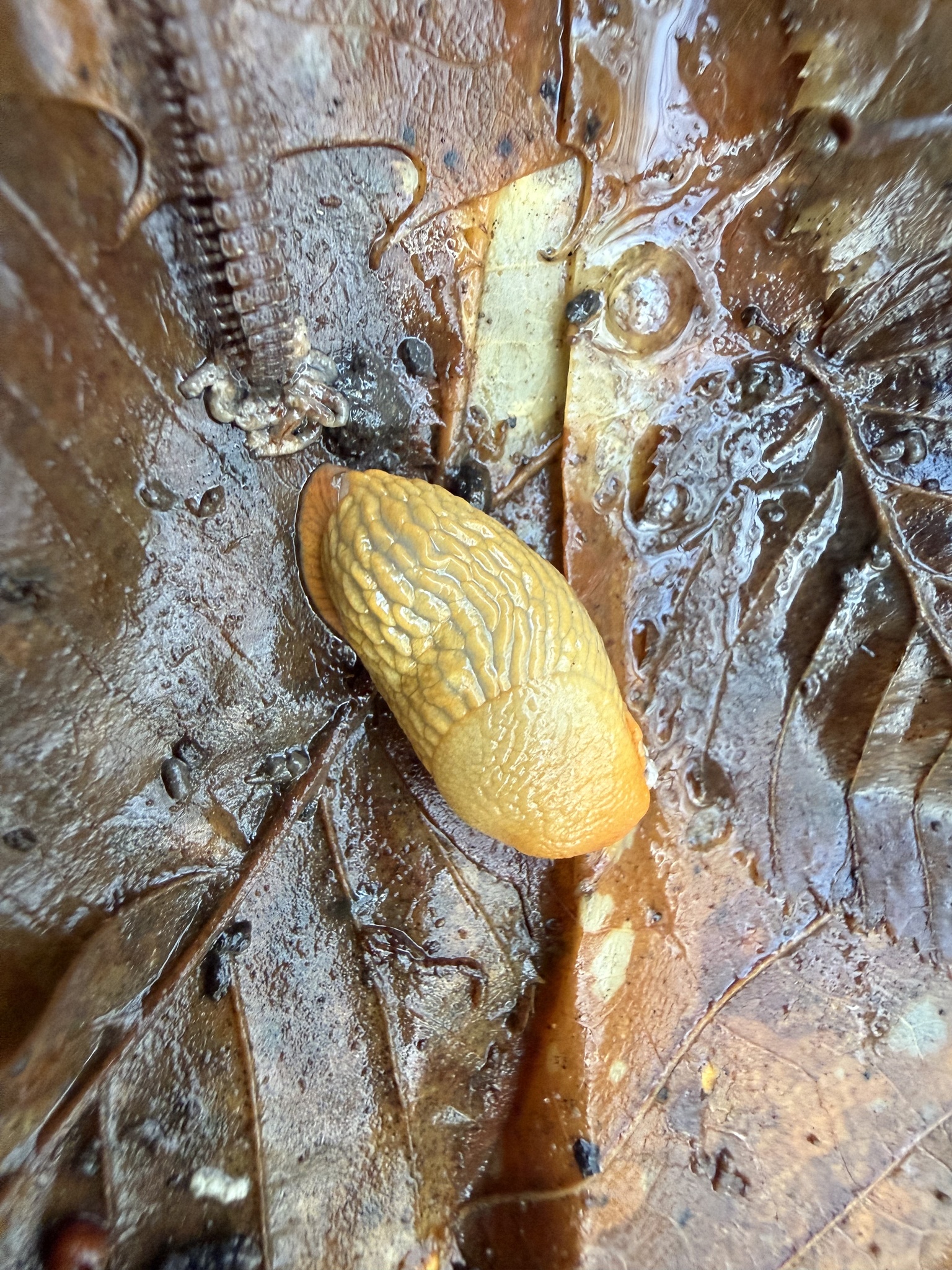 Repräsentatives Beispiel einer Nacktschnecke aus der Sammelgruppe: Schnecken und Nacktschnecken