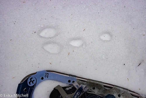 Snowshoe Hare, photo 6 of 7
