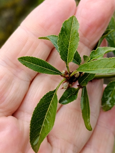 Almond
