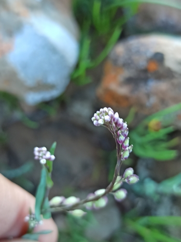 Thysanocarpus erectus