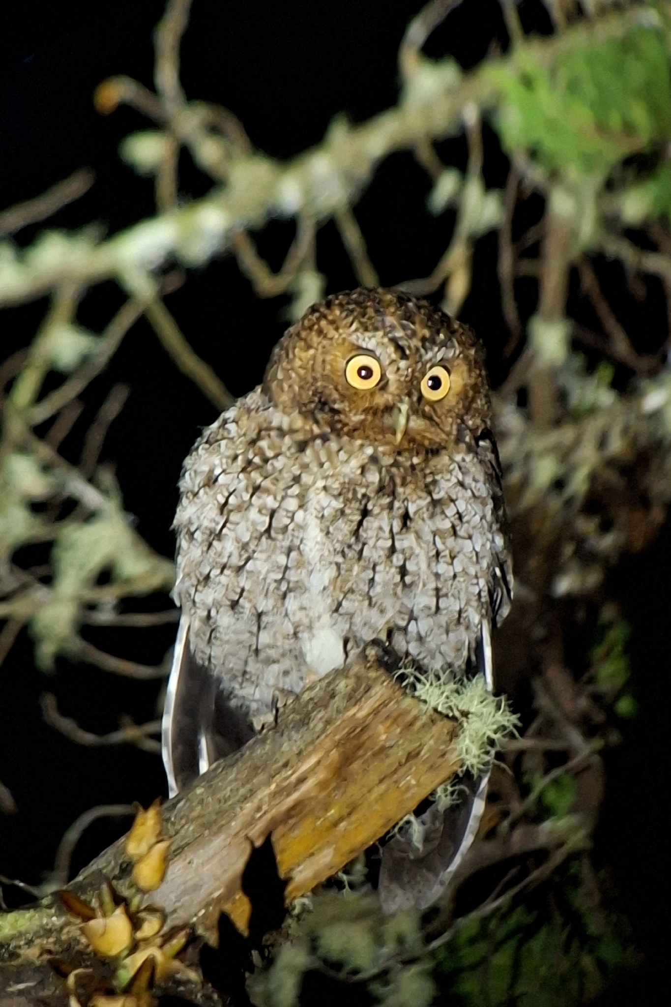 Bare-shanked Screech Owl (Megascops clarkii), photo 1