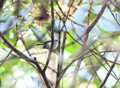 Hemitriccus granadensis