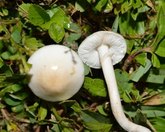 Limacella
