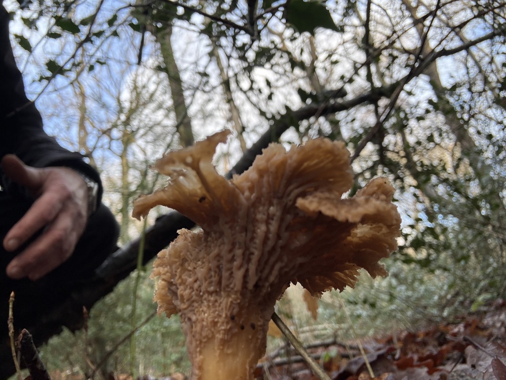 Craterellus tubaeformis · January 2026 · photo: © cjoynson (iNaturalist, cc0)