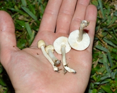 Limacella