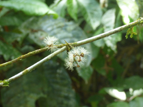 Myrcia lonchophylla, 2026-01-16