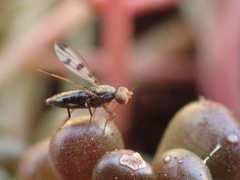 Geomyza tripunctata