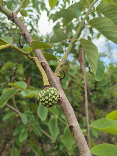 wild custard-apple