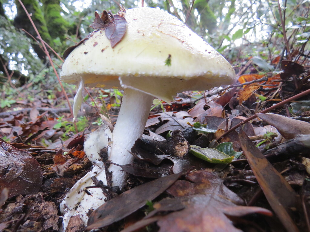 Amanita phalloides · January 2026 · photo: © garth_harwood (iNaturalist, cc-by)