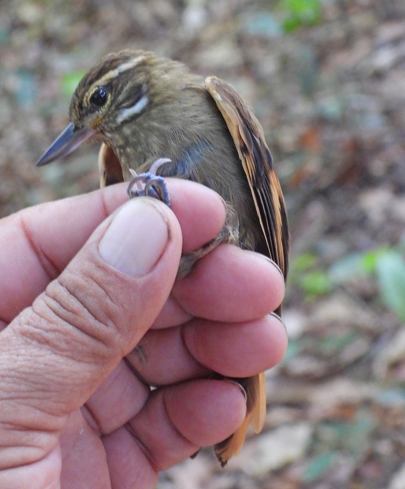 Amazonian Plain Xenops (Xenops genibarbis), photo 4