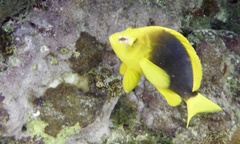 Hypoplectrus guttavarius