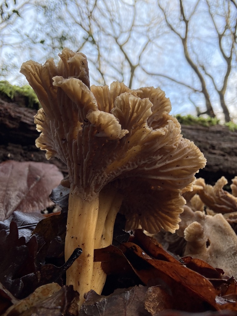 Craterellus tubaeformis · January 2026 · photo: © cjoynson (iNaturalist, cc0)