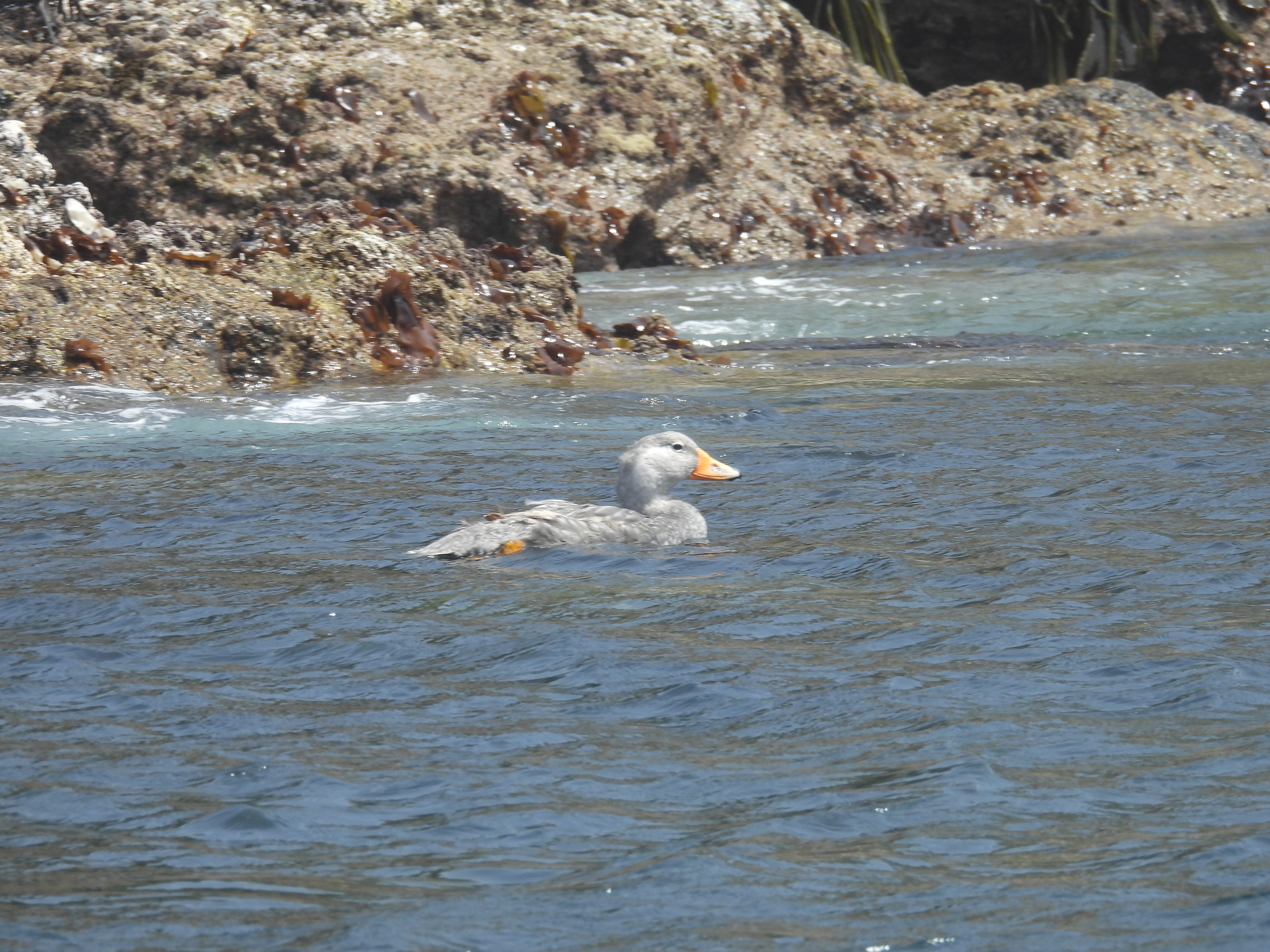 Fuegian Steamer Duck (Tachyeres pteneres), photo 1
