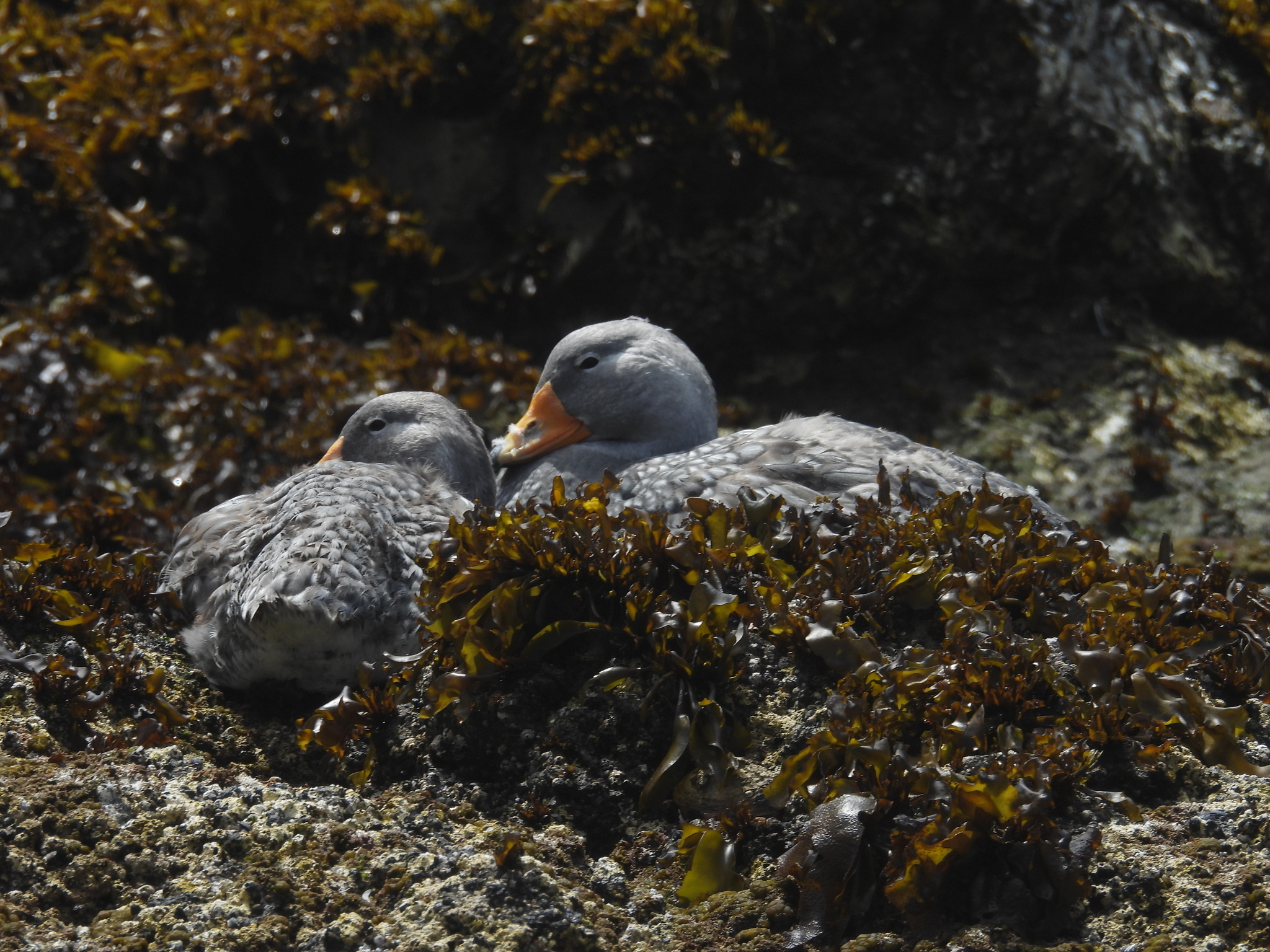 Fuegian Steamer Duck (Tachyeres pteneres), photo 2