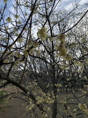 Chimonanthus praecox