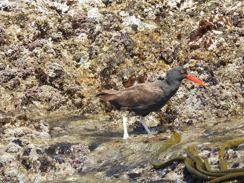 Blackish Oystercatcher (Haematopus ater), photo 2