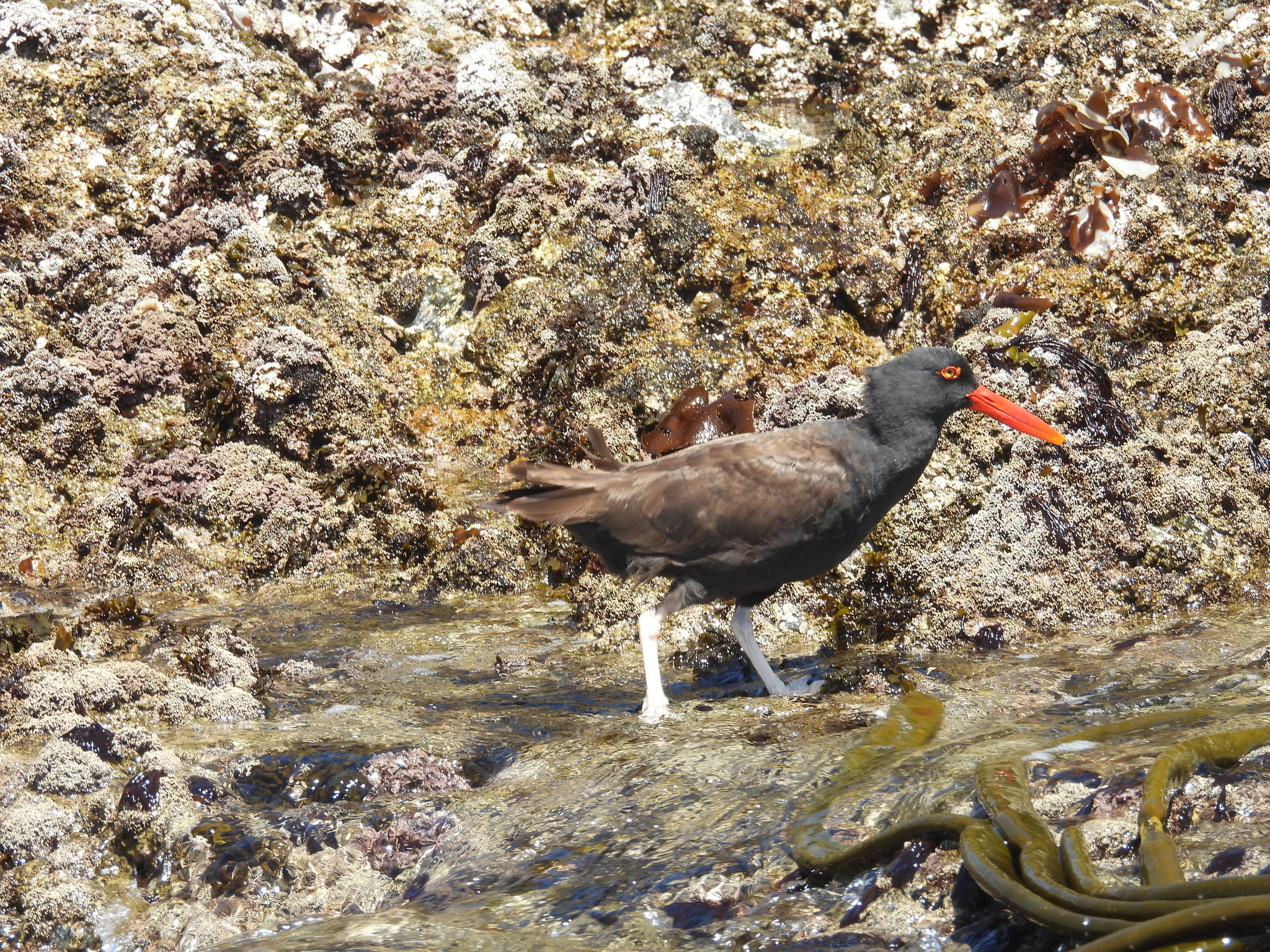 Blackish Oystercatcher (Haematopus ater), photo 2