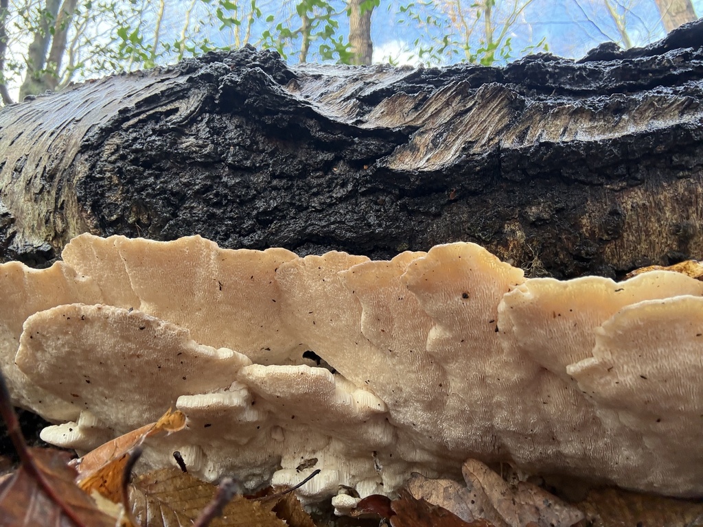 Trametes gibbosa · January 2026 · photo: © cjoynson (iNaturalist, cc0)