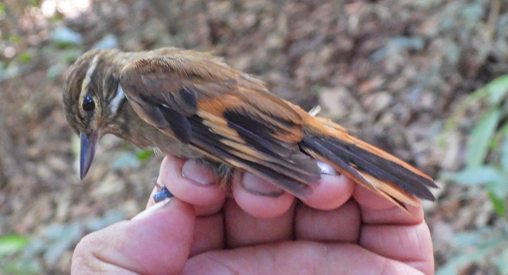 Amazonian Plain Xenops (Xenops genibarbis), photo 5