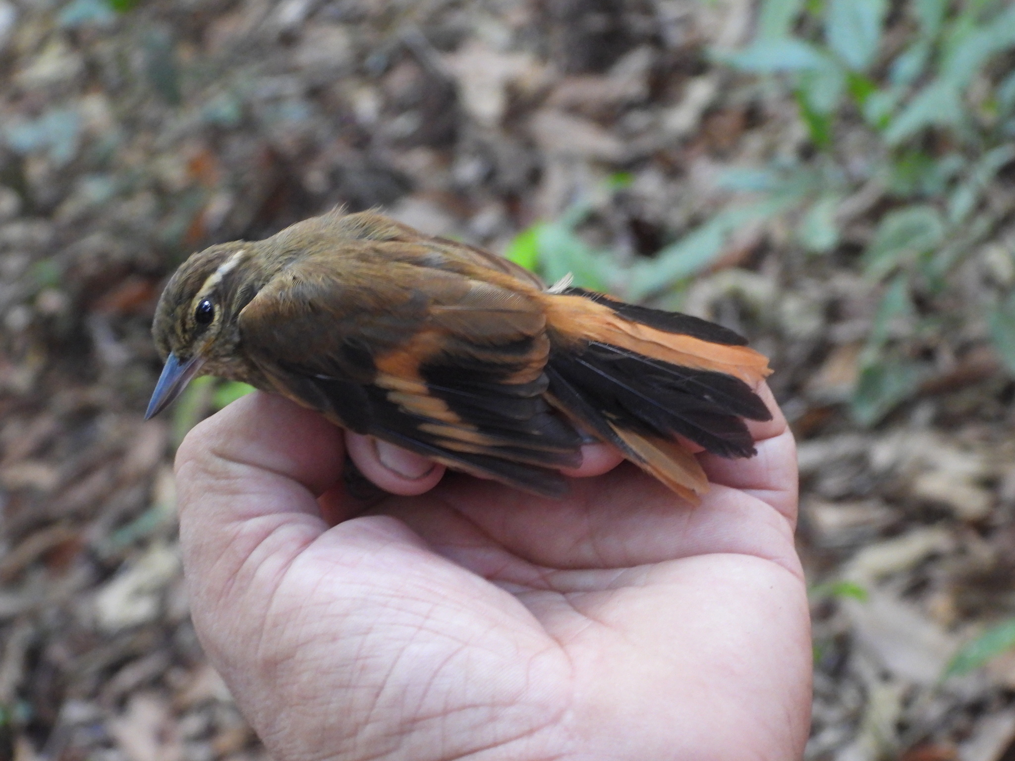 Amazonian Plain Xenops (Xenops genibarbis), photo 6