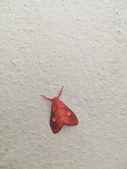 Sarbine flavodiscalis