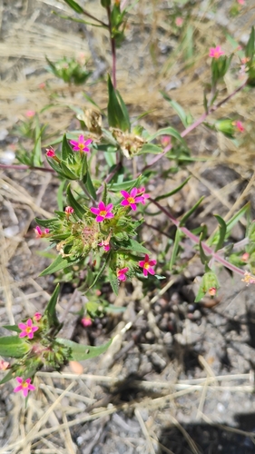 Collomia biflora, photograph 6