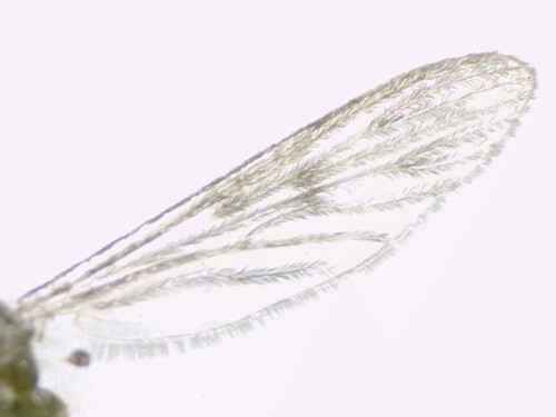 Unknown species found near Delaware City, DE, USA