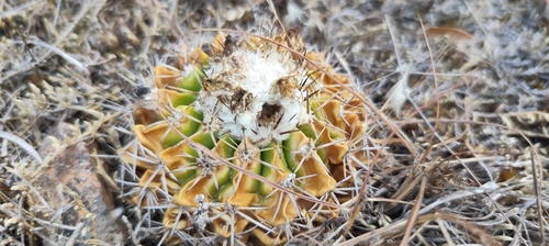 Parodia erinacea