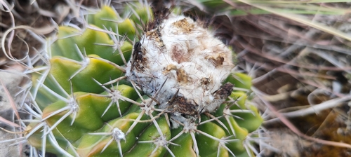 Parodia erinacea