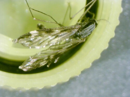 Unknown species found near Delaware City, DE, USA