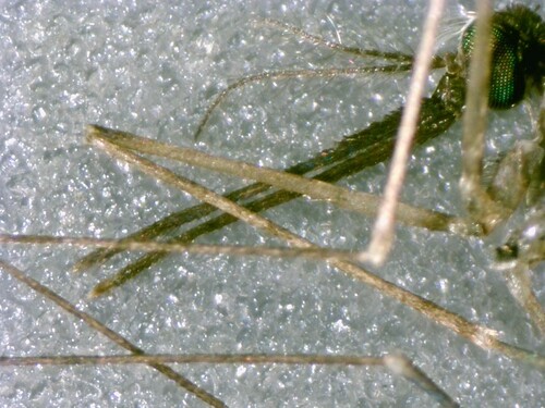 Unknown species found near Delaware City, DE, USA